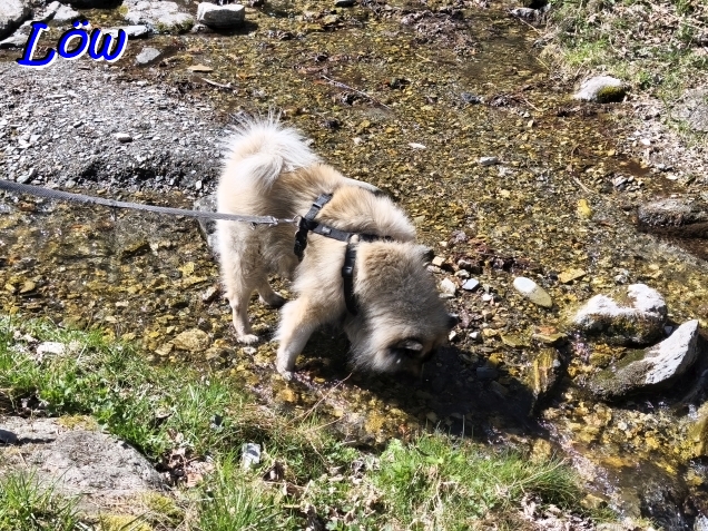 5.4.2026 -  K&uuml;hlung gesucht